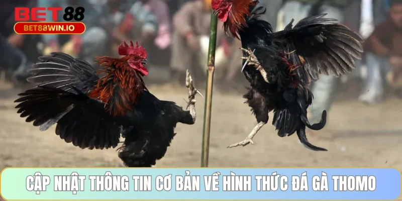 Cập nhật thông tin cơ bản về hình thức đá gà Thomo Cập nhật thông tin cơ bản về hình thức đá gà Thomo Bet88