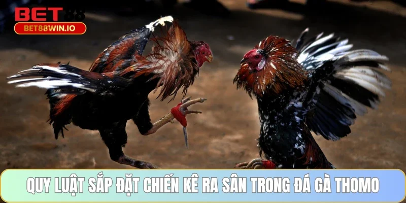 Quy luật sắp đặt chiến kê ra sân trong đá gà Thomo Quy luật sắp đặt chiến kê ra sân trong đá gà Thomo Bet88